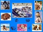 LES CHIENS